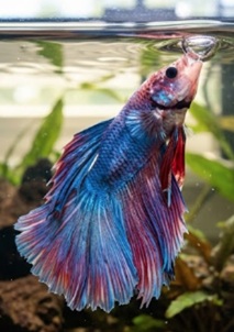 Betta fish breathing through labyrinth organ