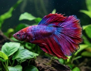 Classic Betta