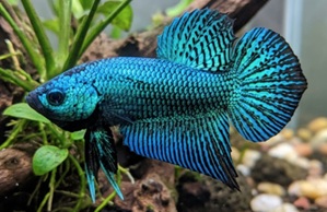 Alien Betta