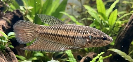 Wild Betta